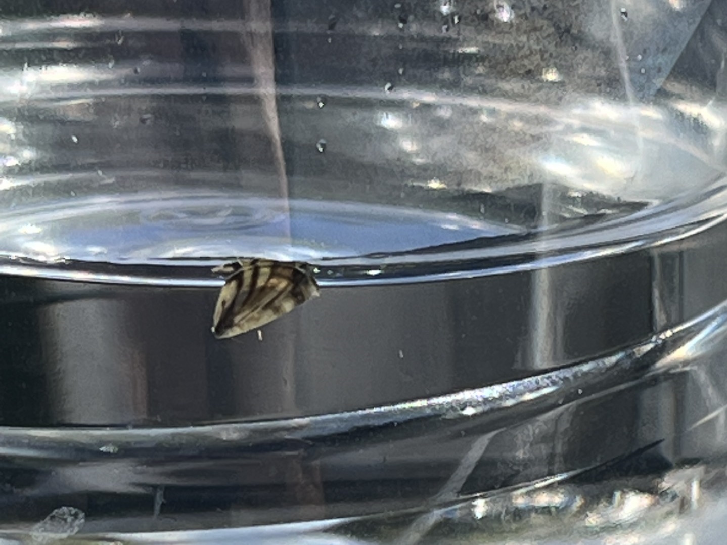 Best course of action to be determined to eradicate zebra mussels from